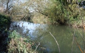 River Great Ouse Tingewick - Verulam Angling Club