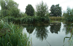 Bellows Mill Fishery - Verulam Angling Club