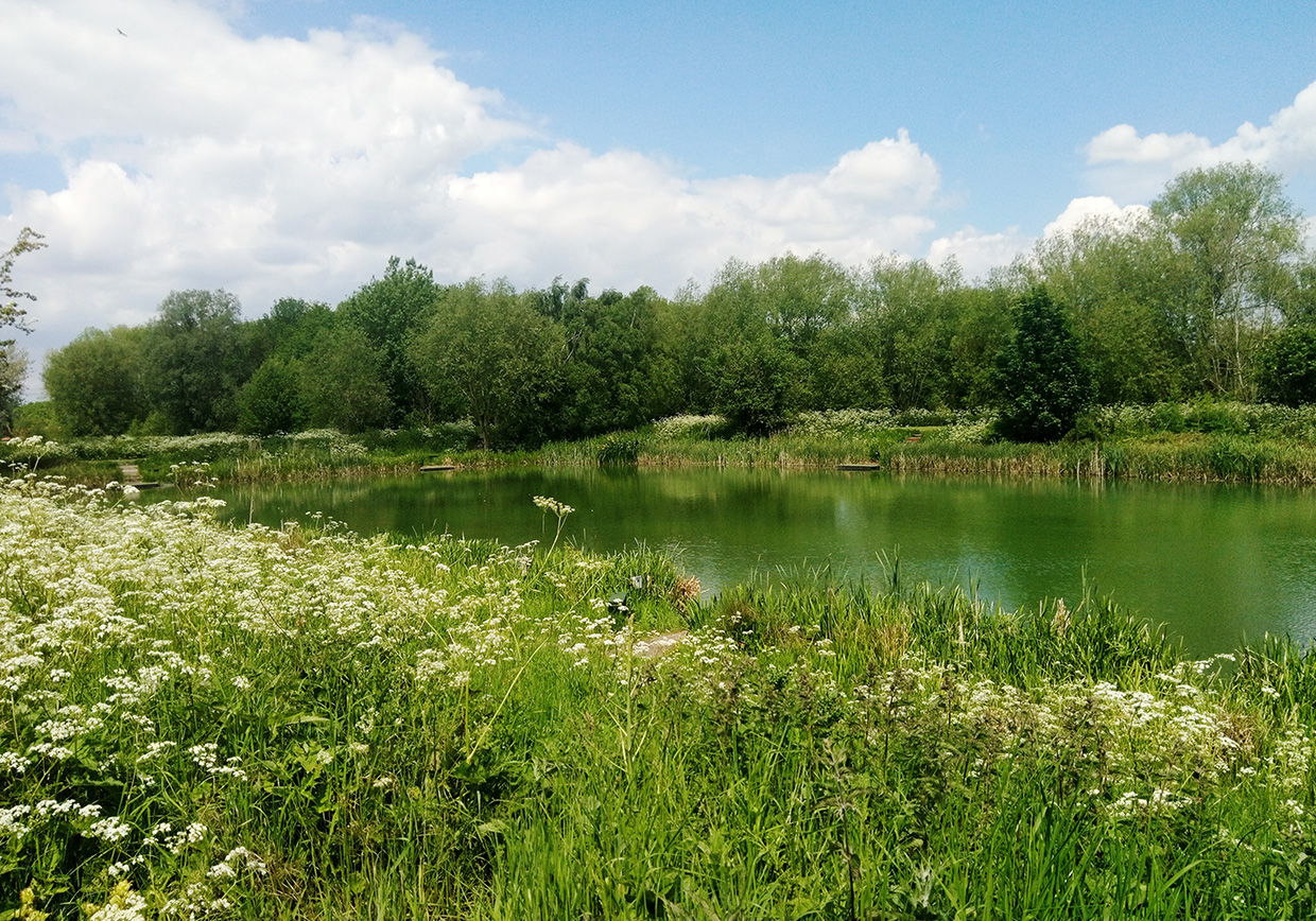 Bellows Mill Fishery - Verulam Angling Club