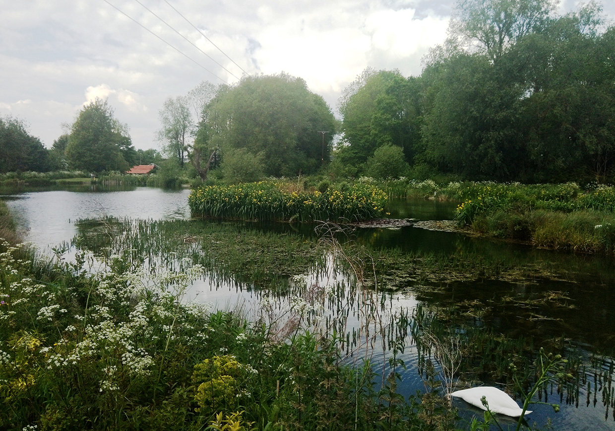 Bellows Mill Fishery - Verulam Angling Club