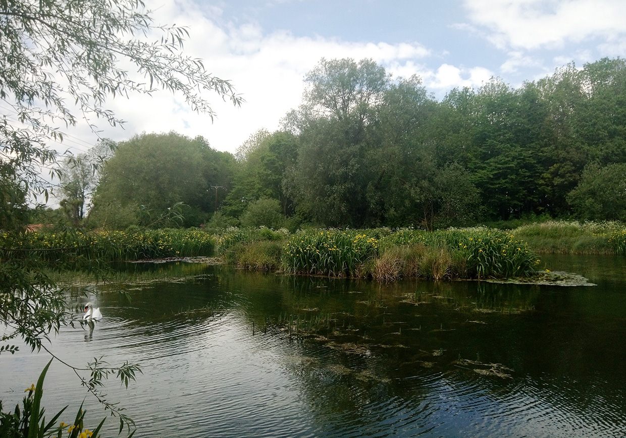 Bellows Mill Fishery - Verulam Angling Club