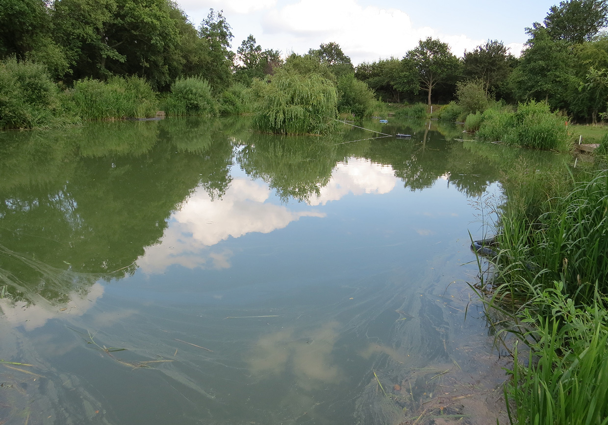 Frogmore Fishery - Verulam Angling Club