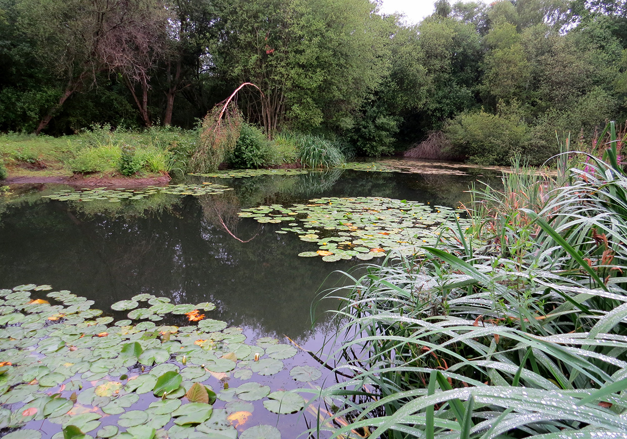 Frogmore Fishery - Verulam Angling Club