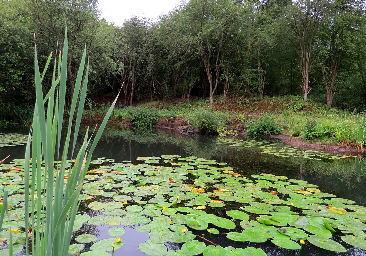 Frogmore Fishery - Verulam Angling Club
