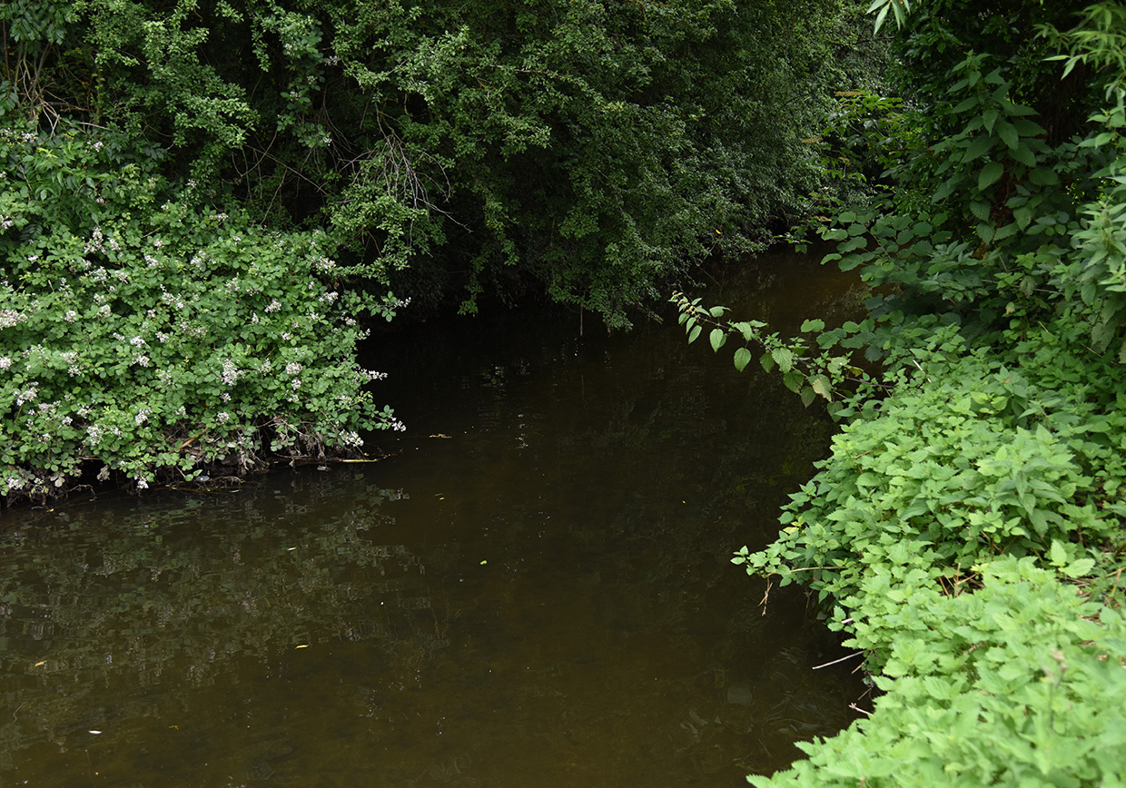 River Lea Leasey Bridge - Verulam Angling Club