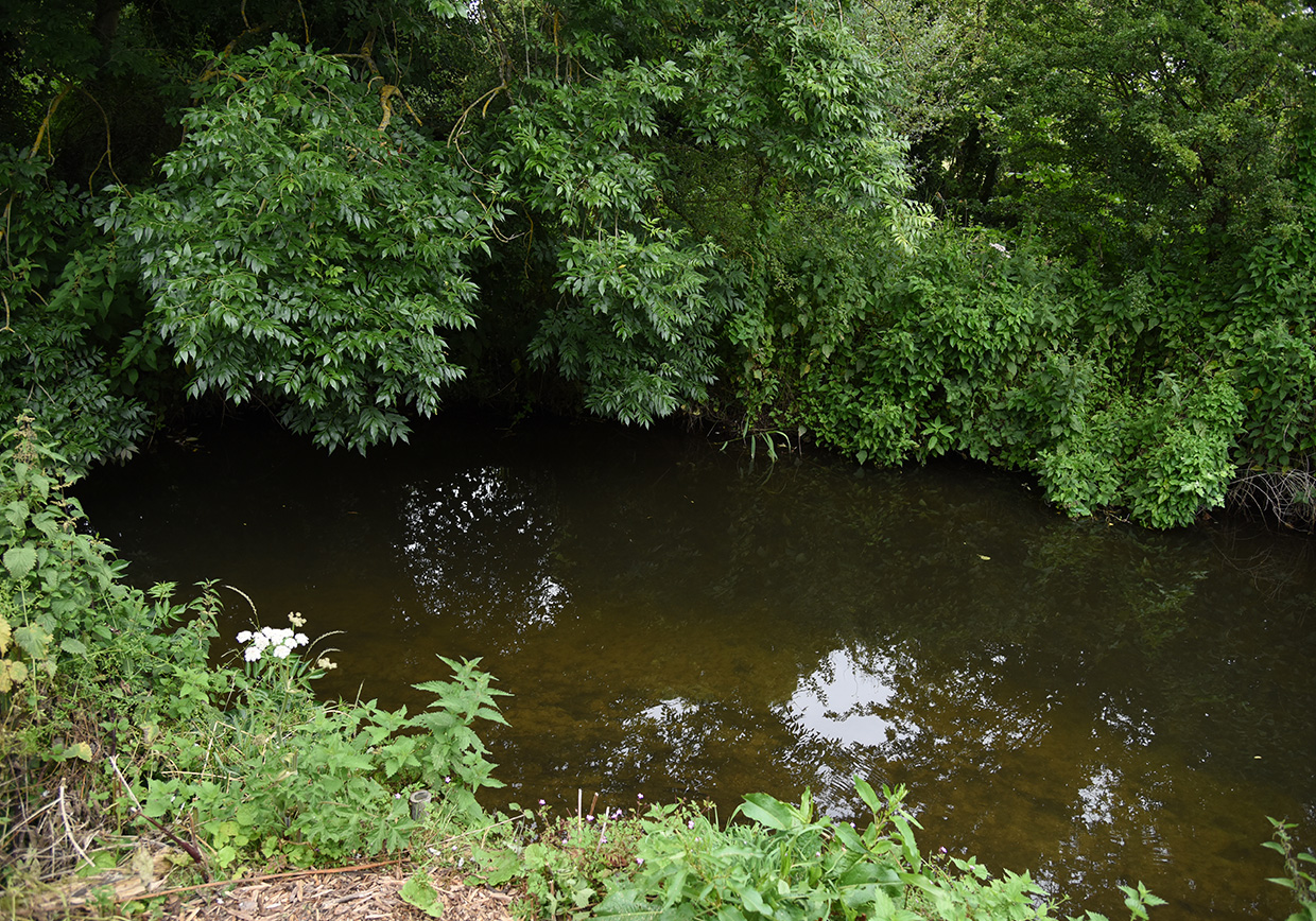 River Lea Leasey Bridge - Verulam Angling Club