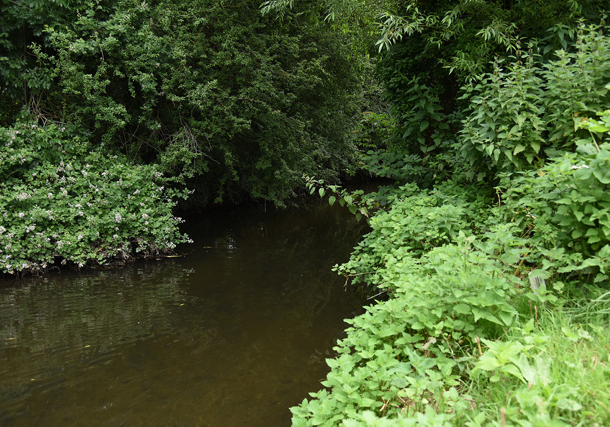 River Lea Leasey Bridge - Verulam Angling Club