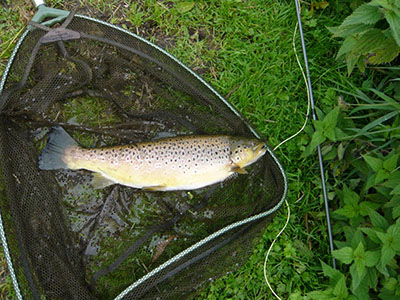 Picture-1-(Brown-Trout)